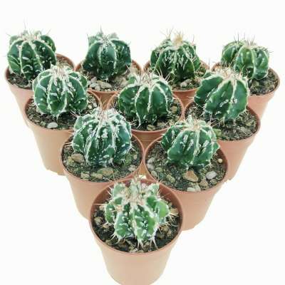 Astrophytum ornatum cv. Fukuryu (Type B) Haku-jo nudum 10 pcs