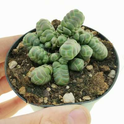 Crassula barklyi - Giromagi