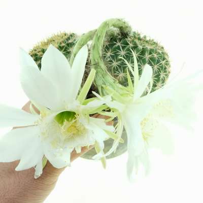 Echinopsis ancistrophora subs. arachnacantha