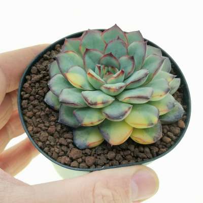 Echeveria 'Moonshine' f. variegata