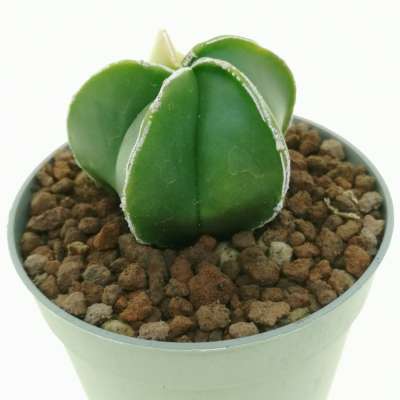 Astrophytum myriostigma cv. Haku-Jo nudum f. variegata - Giromagi