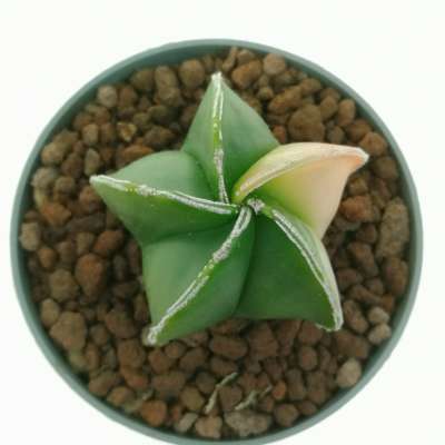 Astrophytum myriostigma cv. Haku-Jo nudum f. variegata - Giromagi