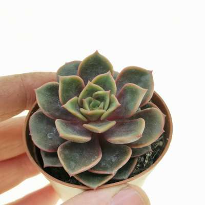 Echeveria 'Vampire red ball'