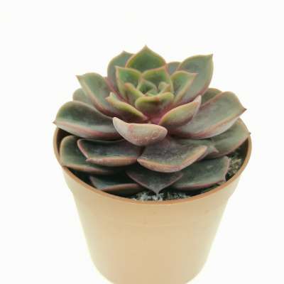 Echeveria 'Vampire red ball' - Giromagi