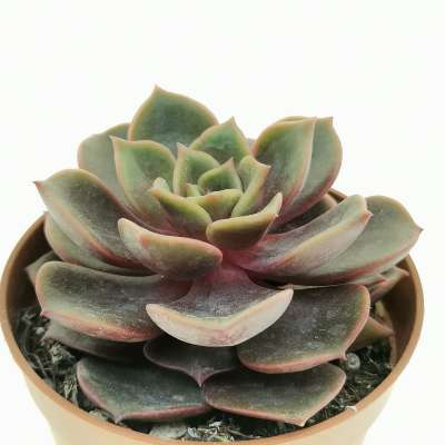 Echeveria 'Vampire red ball' - Giromagi