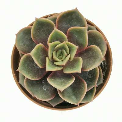 Echeveria 'Vampire red ball' - Giromagi