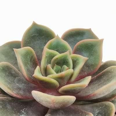 Echeveria 'Vampire red ball' - Giromagi