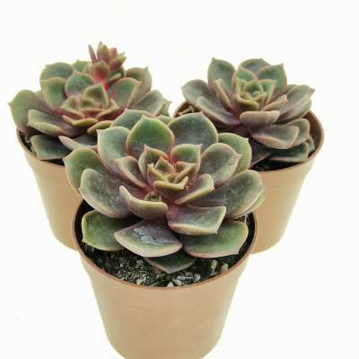Echeveria 'Vampire red ball' - Giromagi