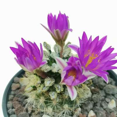 Mammillaria bertholdii - Giromagi