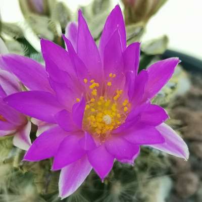 Mammillaria bertholdii - Giromagi