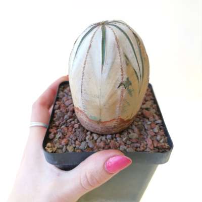 Euphorbia obesa (White rare form)