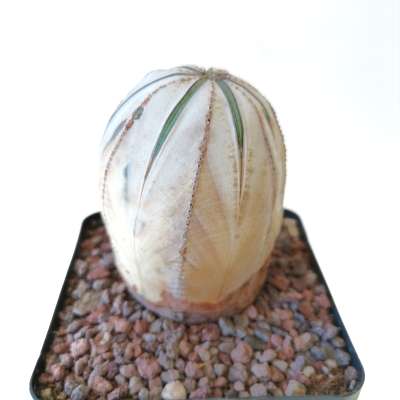 Euphorbia obesa (White rare form) - Giromagi