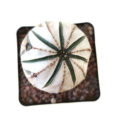 Euphorbia obesa (White rare form) - Giromagi