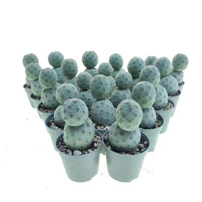 Tephrocactus geometricus 20 pcs - Giromagi