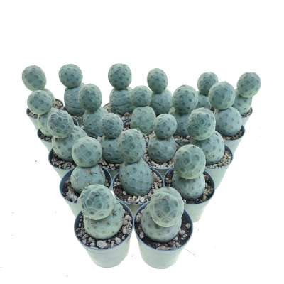 Tephrocactus geometricus 20 pcs - Giromagi