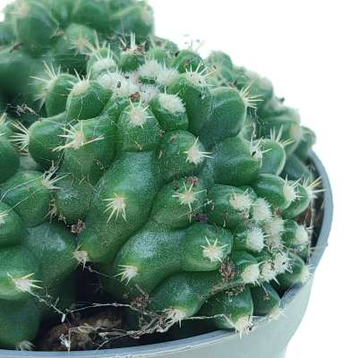 Echinocactus grusonii var. intermedius f. dicotomica (Cuscino della suocera) - Giromagi