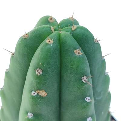 Trichocereus pachanoi - Giromagi