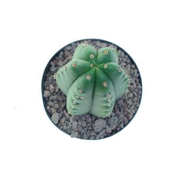 Trichocereus pachanoi - Giromagi