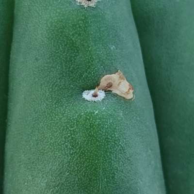 Trichocereus pachanoi - Giromagi