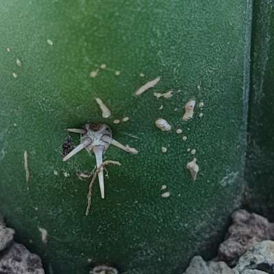 Trichocereus pachanoi - Giromagi