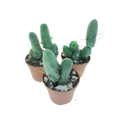 Trichocereus bridgesii mostruoso - Giromagi
