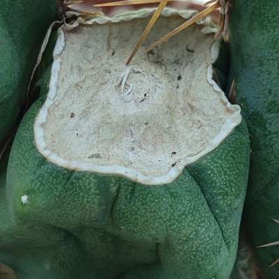Trichocereus bridgesii mostruoso - Giromagi