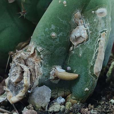 Trichocereus bridgesii mostruoso - Giromagi