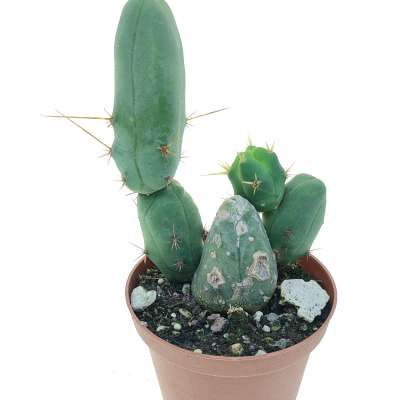 Trichocereus bridgesii mostruoso - Giromagi