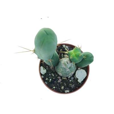 Trichocereus bridgesii mostruoso - Giromagi