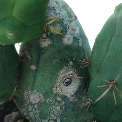 Trichocereus bridgesii mostruoso - Giromagi