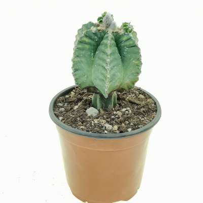 Astrophytum myriostigma cv. Kikko nudum - Giromagi