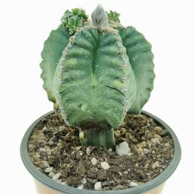 Astrophytum myriostigma cv. Kikko nudum - Giromagi