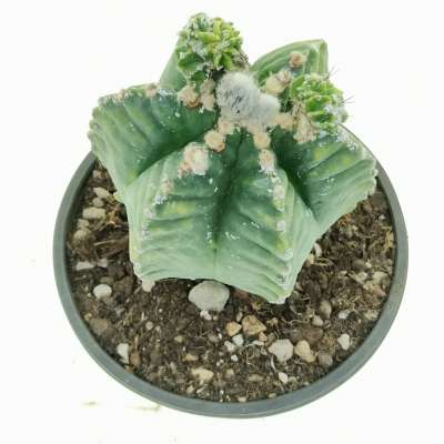 Astrophytum myriostigma cv. Kikko nudum - Giromagi