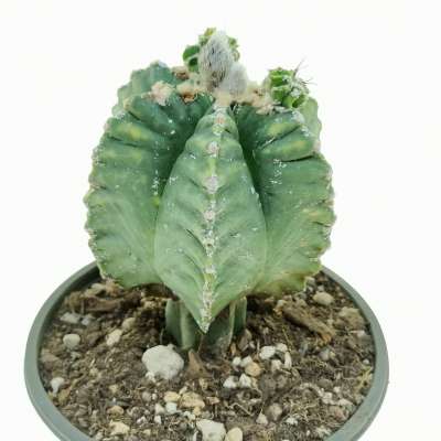 Astrophytum myriostigma cv. Kikko nudum - Giromagi