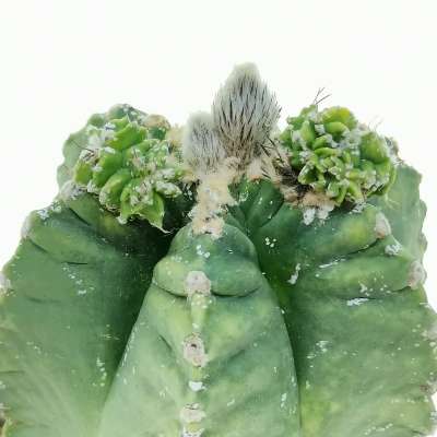 Astrophytum myriostigma cv. Kikko nudum - Giromagi