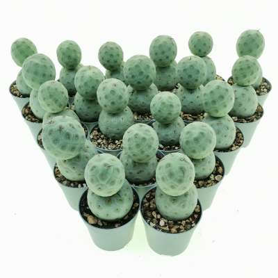 Tephrocactus geometricus 20 pcs - Giromagi