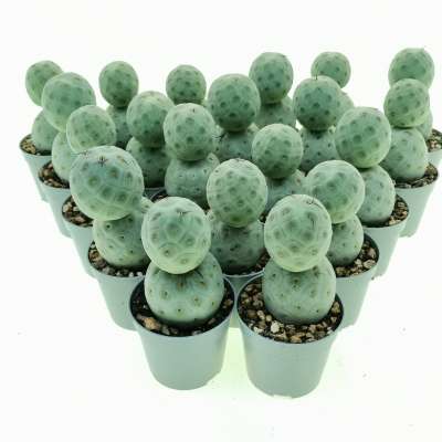 Tephrocactus geometricus 20 pcs - Giromagi