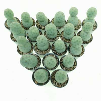 Tephrocactus geometricus 20 pcs - Giromagi