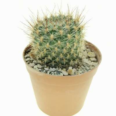 Sulcorebutia tiraquensis var. bicolorispina - Giromagi