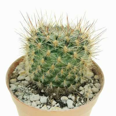 Sulcorebutia tiraquensis var. bicolorispina - Giromagi