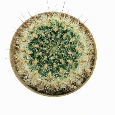 Sulcorebutia tiraquensis var. bicolorispina - Giromagi