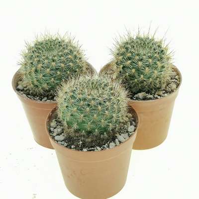 Sulcorebutia tiraquensis var. bicolorispina - Giromagi