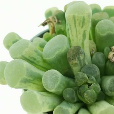 Frithia pulchra f. variegata - Giromagi