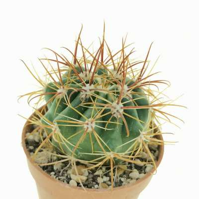 Ferocactus viridescens var. littoralis - Giromagi