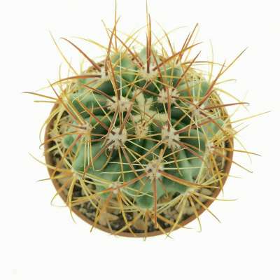 Ferocactus viridescens var. littoralis - Giromagi