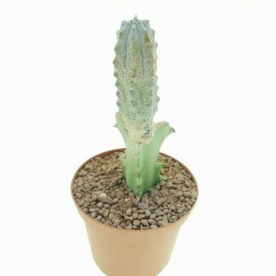 Euphorbia abdelkuri - Giromagi