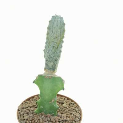 Euphorbia abdelkuri - Giromagi