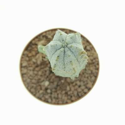 Euphorbia abdelkuri - Giromagi