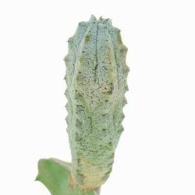 Euphorbia abdelkuri - Giromagi