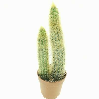 Bergerocactus emoryi (Baja California) - Giromagi